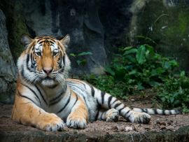 Lais Puzzle - Tiger - 1.000 Teile