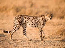 Lais Puzzle - Gepard - 500 Teile