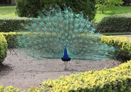 Lais Puzzle - Pfau - 100 Teile