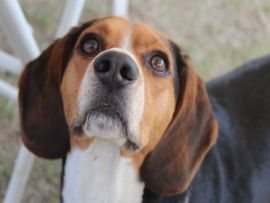 Lais Puzzle - Beagle - 500 Teile