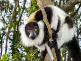 Lais Puzzle - Lemur - 1.000 Teile