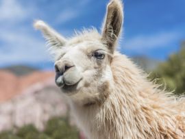 Lais Puzzle - Lama - 500 Teile