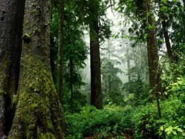 Lais Puzzle - Wald - 1.000 Teile