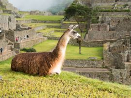 Lais Puzzle - Lama in Machu Picchu - 500 Teile