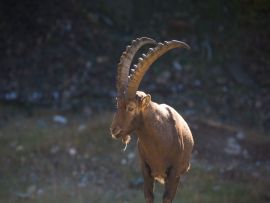 Lais Puzzle - Steinbock - 200 Teile