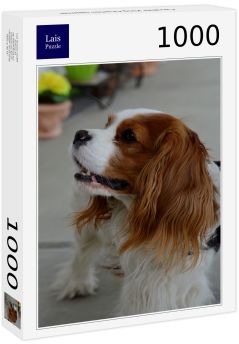 Lais Puzzle - Cavalier King Charles Spaniel - 1.000 Teile