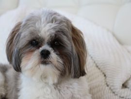 Lais Puzzle - Shih Tzu - 500 & 1.000 Teile