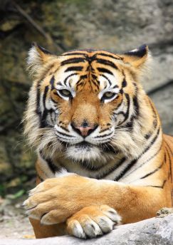Lais Puzzle - Tiger - 100, 500 & 1.000 Teile