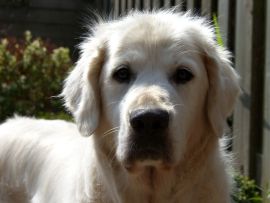 Lais Puzzle - Golden Retriever - 1.000 Teile