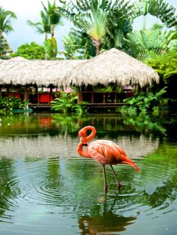 Lais Puzzle - Flamingo - 1.000 Teile