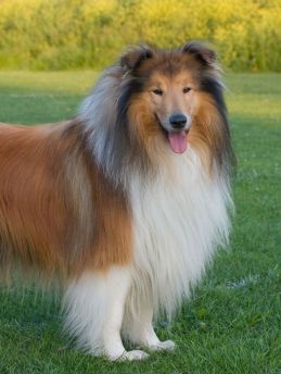 Lais Puzzle - Collie - 1.000 Teile