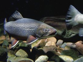 Lais Puzzle - Fisch - 500 Teile