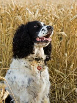 Lais Puzzle - Springer Spaniel - 1.000 Teile