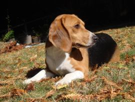 Lais Puzzle - Beagle - 1.000 Teile
