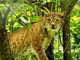 Lais Puzzle - Luchs - 500 Teile