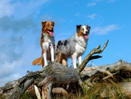 Lais Puzzle - Australian Shepherd - 1.000 Teile