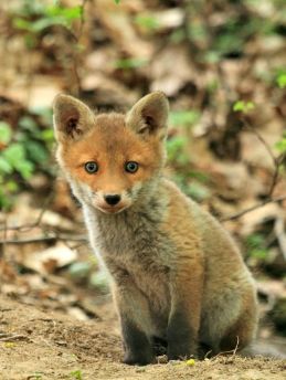 Lais Puzzle - Fuchs - 200 Teile