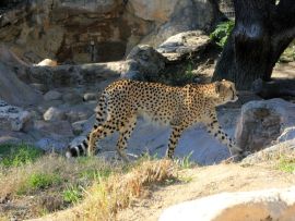 Lais Puzzle - Gepard - 200 Teile