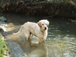Lais Puzzle - Golden Retriever - 1.000 Teile
