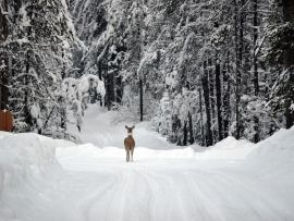 Lais Puzzle - Hirsch im Schnee - 1.000 Teile
