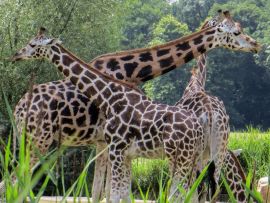 Lais Puzzle - Giraffen - 500 & 1.000 Teile