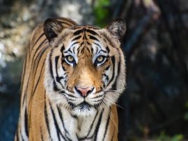 Lais Puzzle - Bengalischer Tiger - 100 Teile