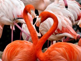 Lais Puzzle - Flamingos - 500 Teile