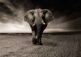 Lais Puzzle - Elefant - 500 & 1.000 Teile