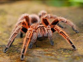 Lais Puzzle - Spinne - 500 Teile