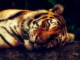Lais Puzzle - Tiger - 1.000 Teile