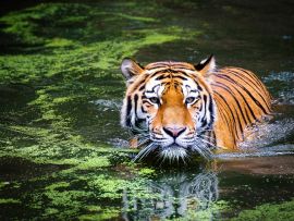 Lais Puzzle - Tiger - 1.000 Teile