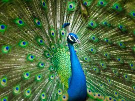 Lais Puzzle - Pfau - 500 Teile