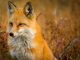 Lais Puzzle - Fuchs - 1.000 Teile